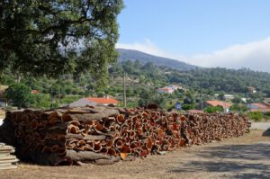 In de Monchique met haar vele natuurlijke bronnen groet de kurkeik. Een langzame groeier.