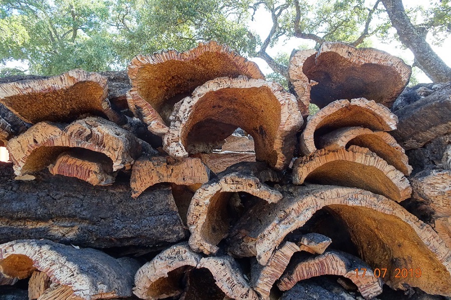 Om de 8-10 jaar wordt de stam van de kurkeik gepeld. Op de stam komt het jaartal te staan.