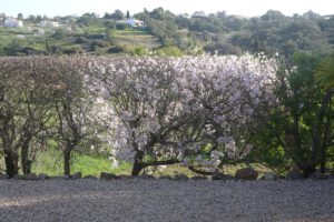 Begin van het jaar bloeien de almandelbomen. Heerlijk voor likeur of marsepijn.