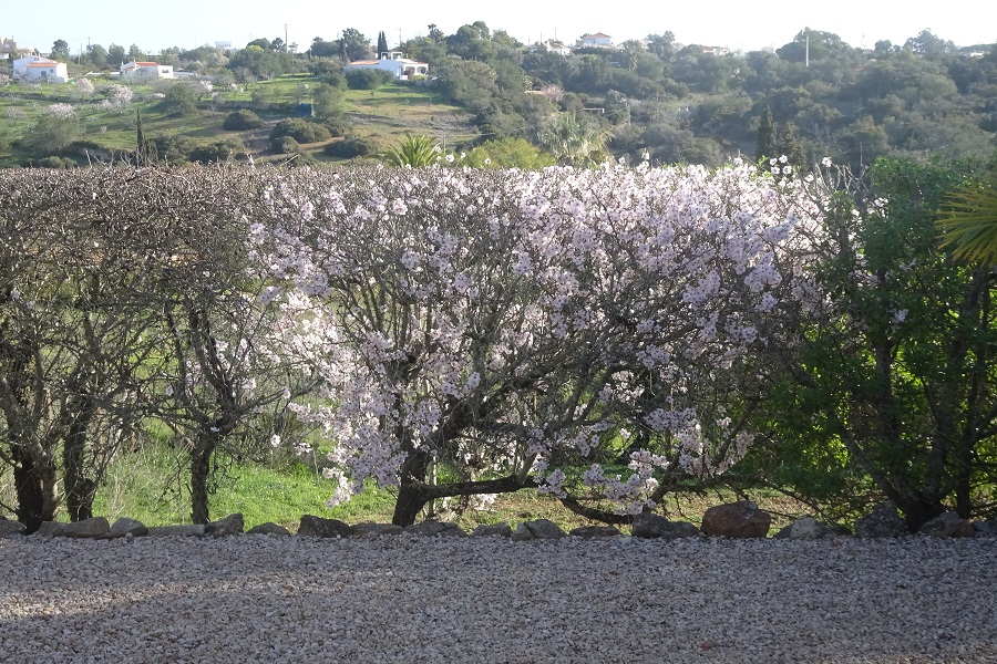 Begin van het jaar bloeien de almandelbomen. Heerlijk voor likeur of marsepijn.