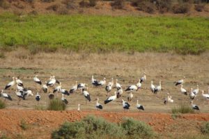 Rustplaats ooievaars in de delta van ded rfivieren Boina en Araded, bij Silves.