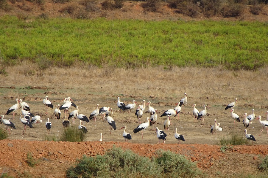 Rustplaats ooievaars in de delta van ded rfivieren Boina en Araded, bij Silves.